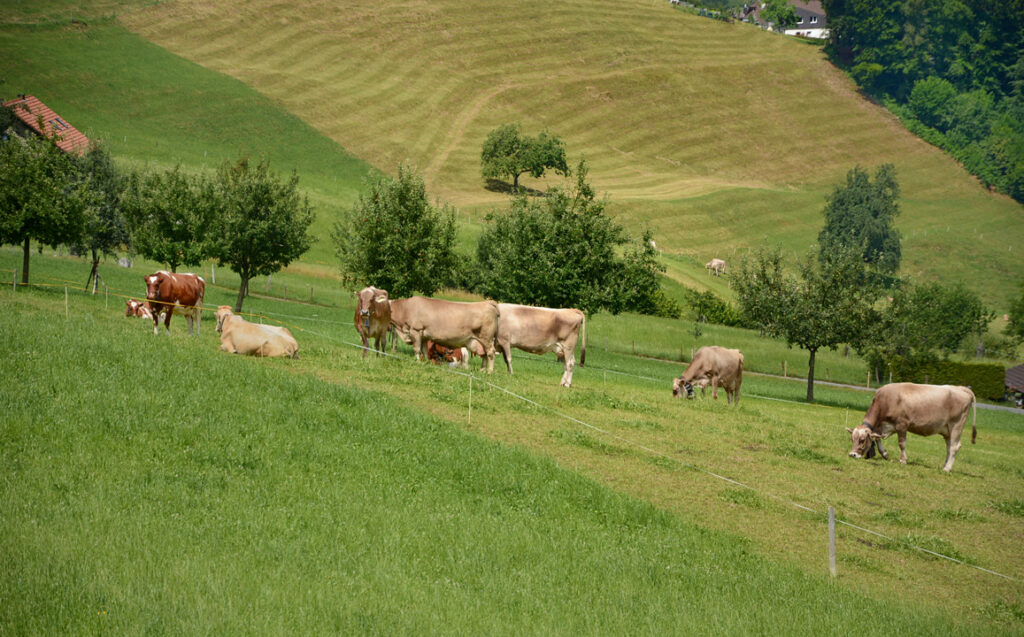 15 Kühe auf der Weide